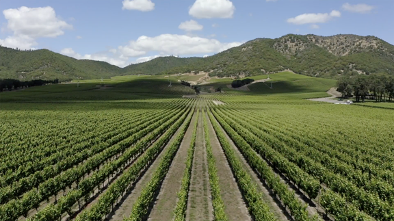 Wine tasting