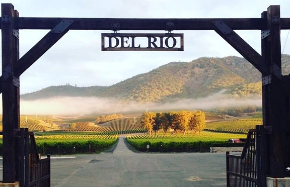 Del Rio Vineyard