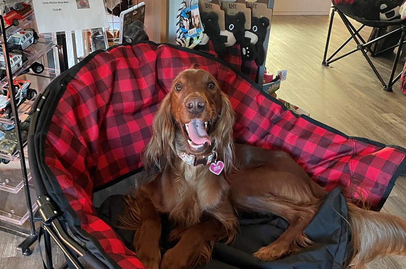 Pet Weekend Photo