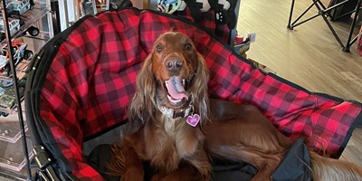 Pet Weekend