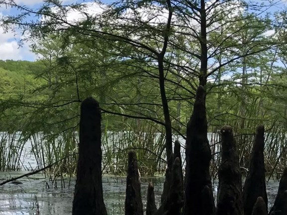 Wapanocca Wildlife Refuge