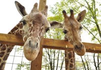 Living Treasures Wild Animal Park  - 25 Minutes