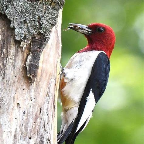 Birding on the Pine Loop