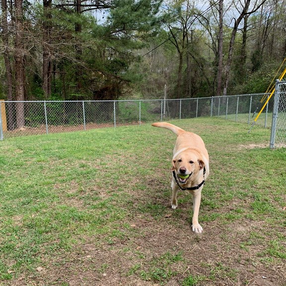 Tennis Ball Time
