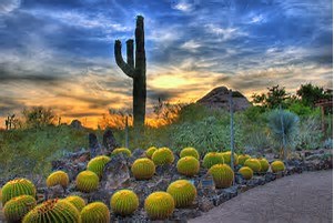 Desert Botanical Garden