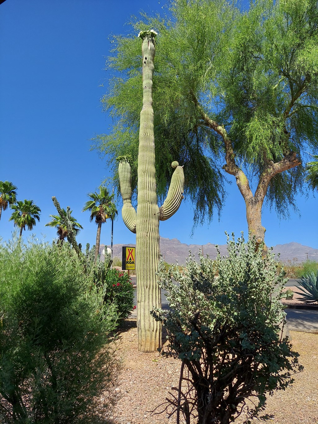 The Mighty Saguaro