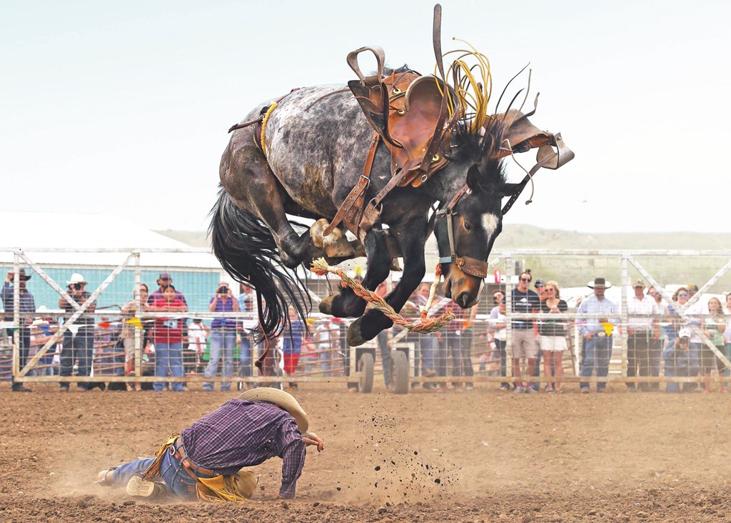 Miles City Bucking Horse Sale