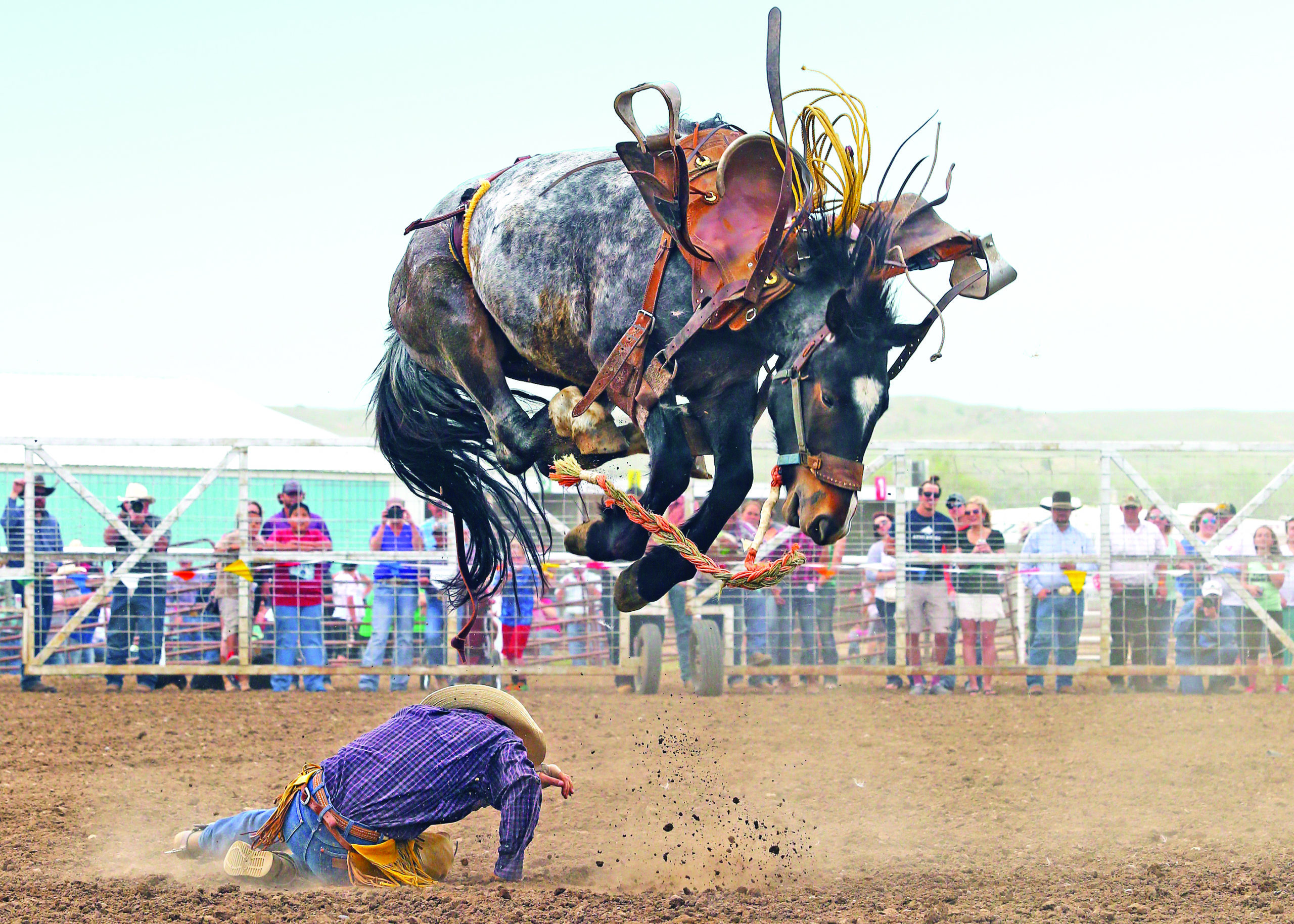 Bucking Horse Sale Photo