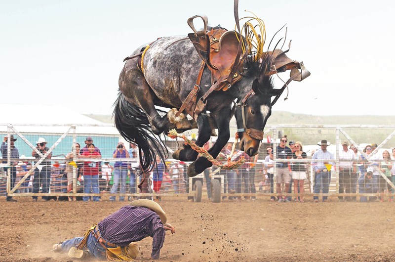 Bucking Horse Sale Photo