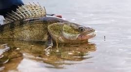 2026 Yellowstone River Classic Walleye Tournament Photo