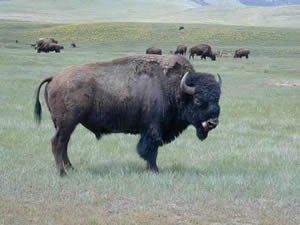 National Bison Range
