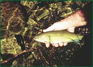 World-Class Fishing