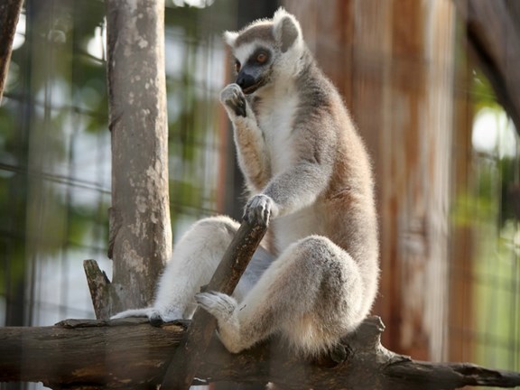 Indian Creek Zoo