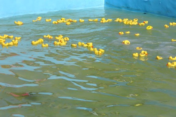 Rubber Duck Regatta