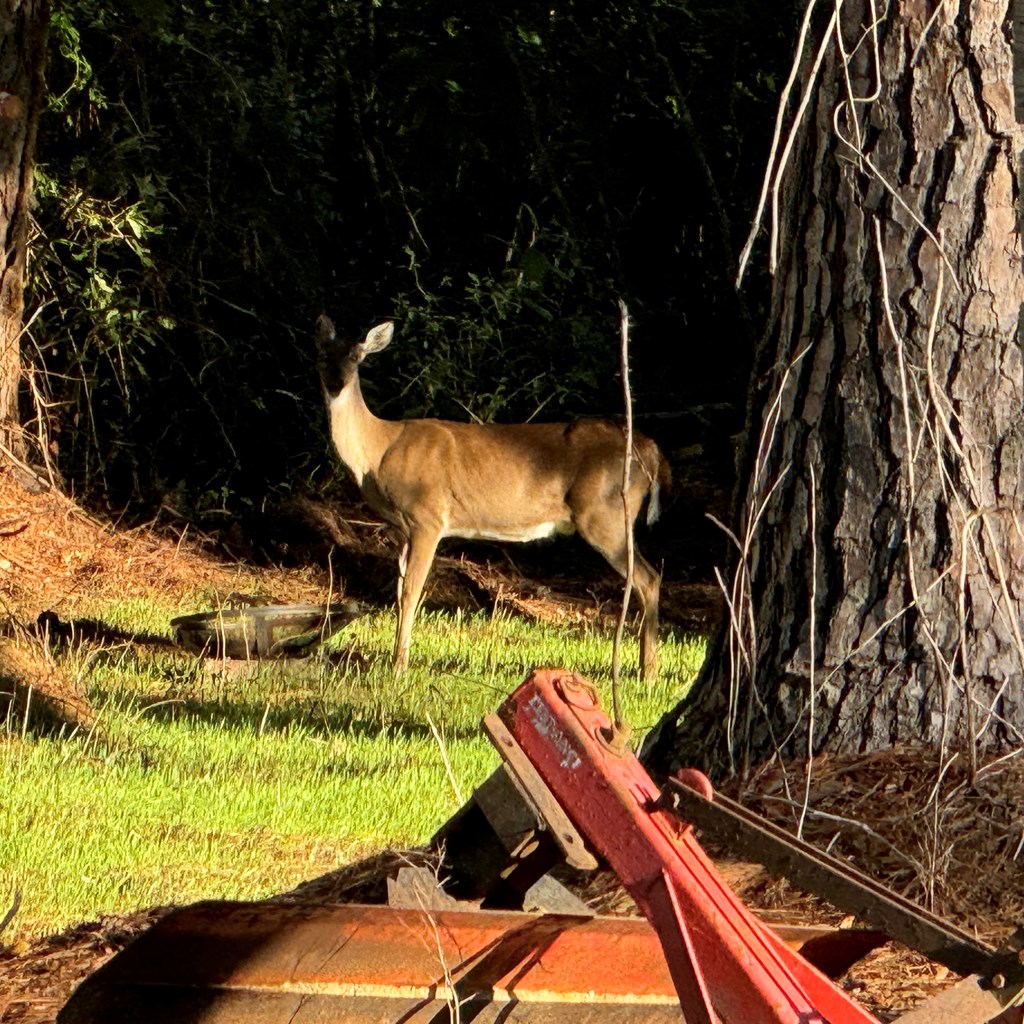 Our Deer Population
