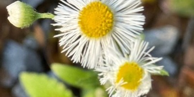 Wildflowers