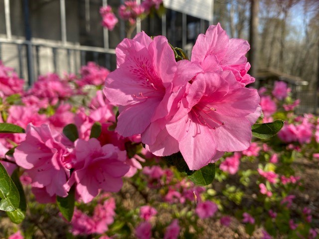 Spring is here!