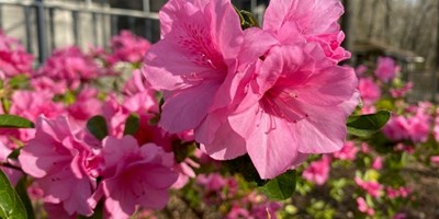 Spring is here!