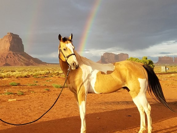 Horseback Tours