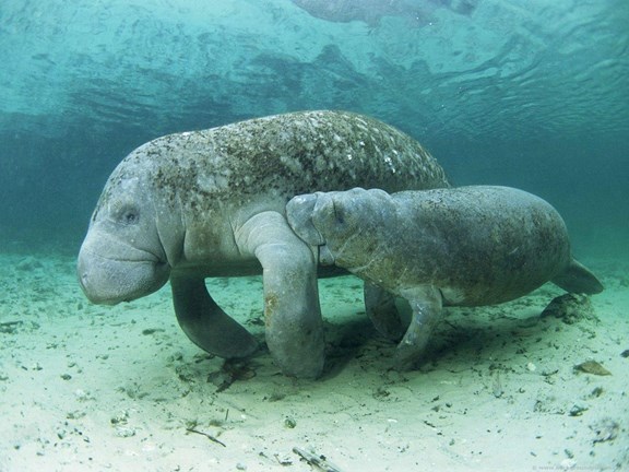 Manatee & Eco River Tours
