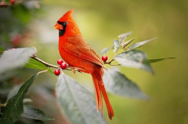 Wild and Wonderful Symbols Photo