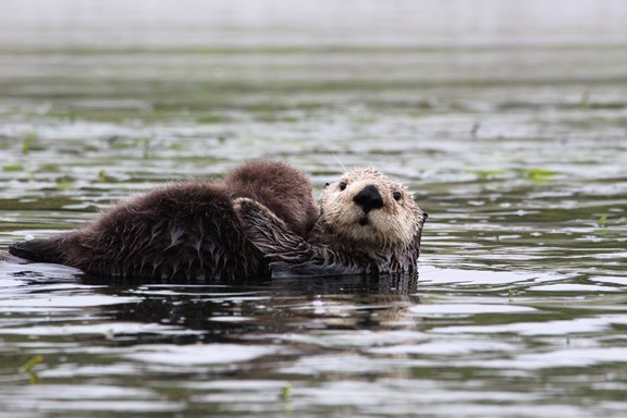 Monterey Bay Eco Tours - Elkhorn Slough Tours