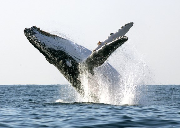 Whale Watching