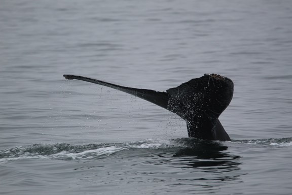 Sanctuary Cruises