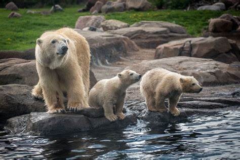 THE COLUMBUS ZOO & AQUARIUM- 50 min. (48 mi.)