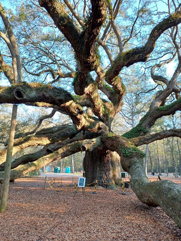 Angel Oak