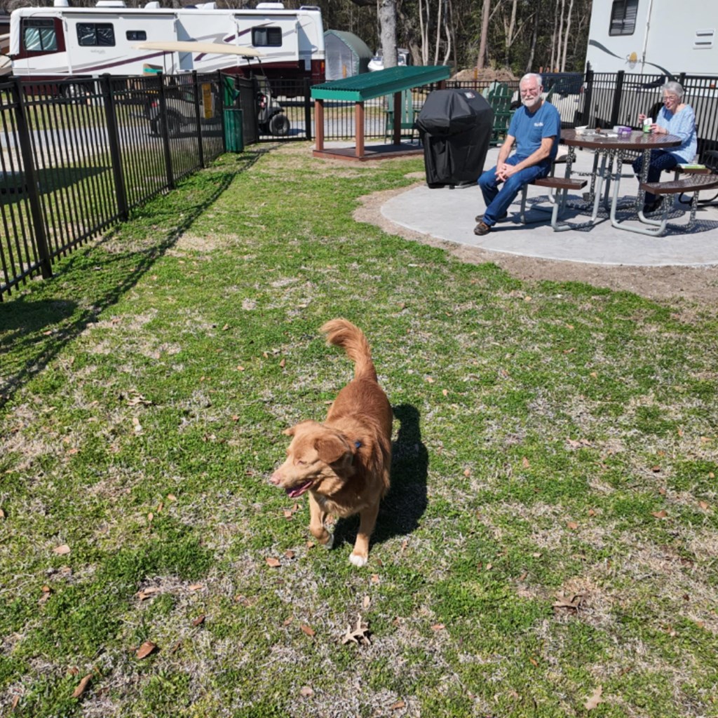 Camping with Your Dog: The Ultimate Outdoor Adventure