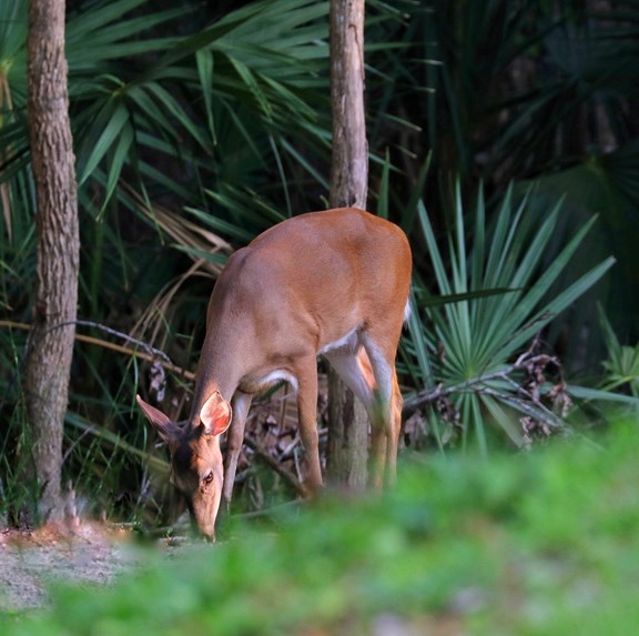 Doe