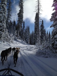 Dogsledding