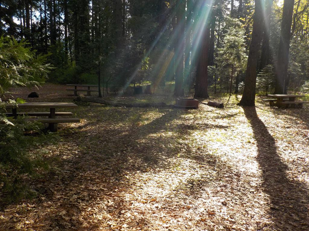Beautiful tent sites tucked away in the forest.