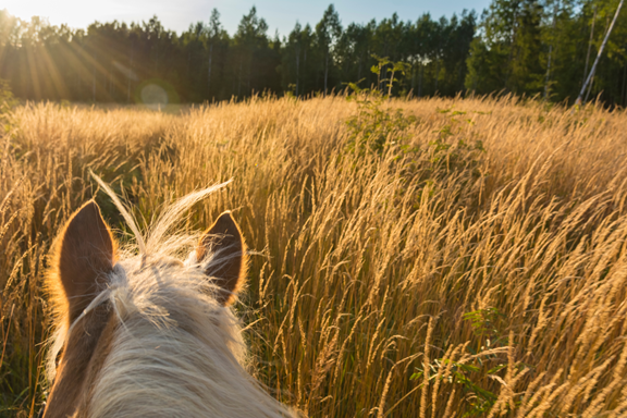 Horseback Riding