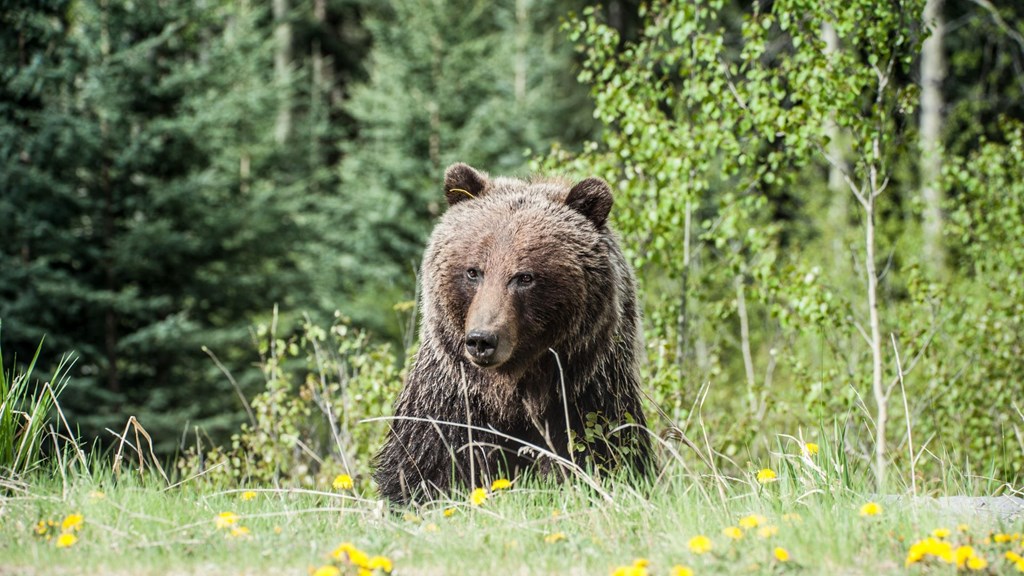 Bear Safety at Camp