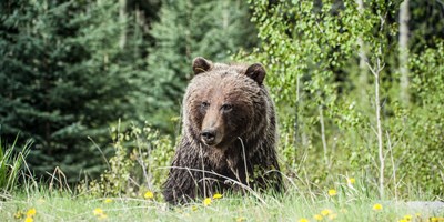 Bear Safety at Camp