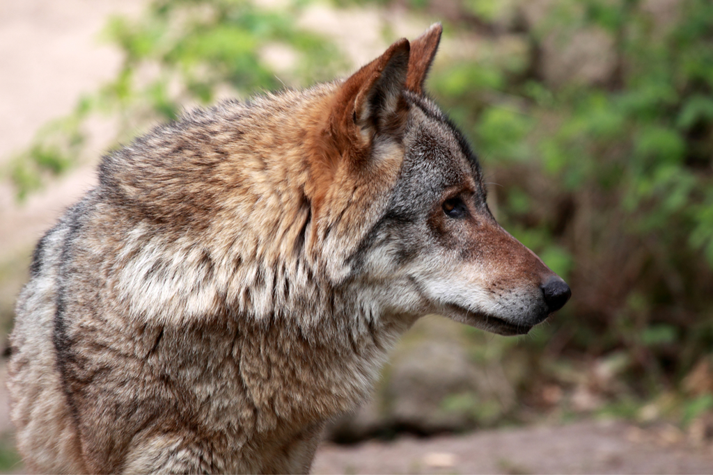 Embrace the Adventurous Spirit of Summer at Yellowstone Park