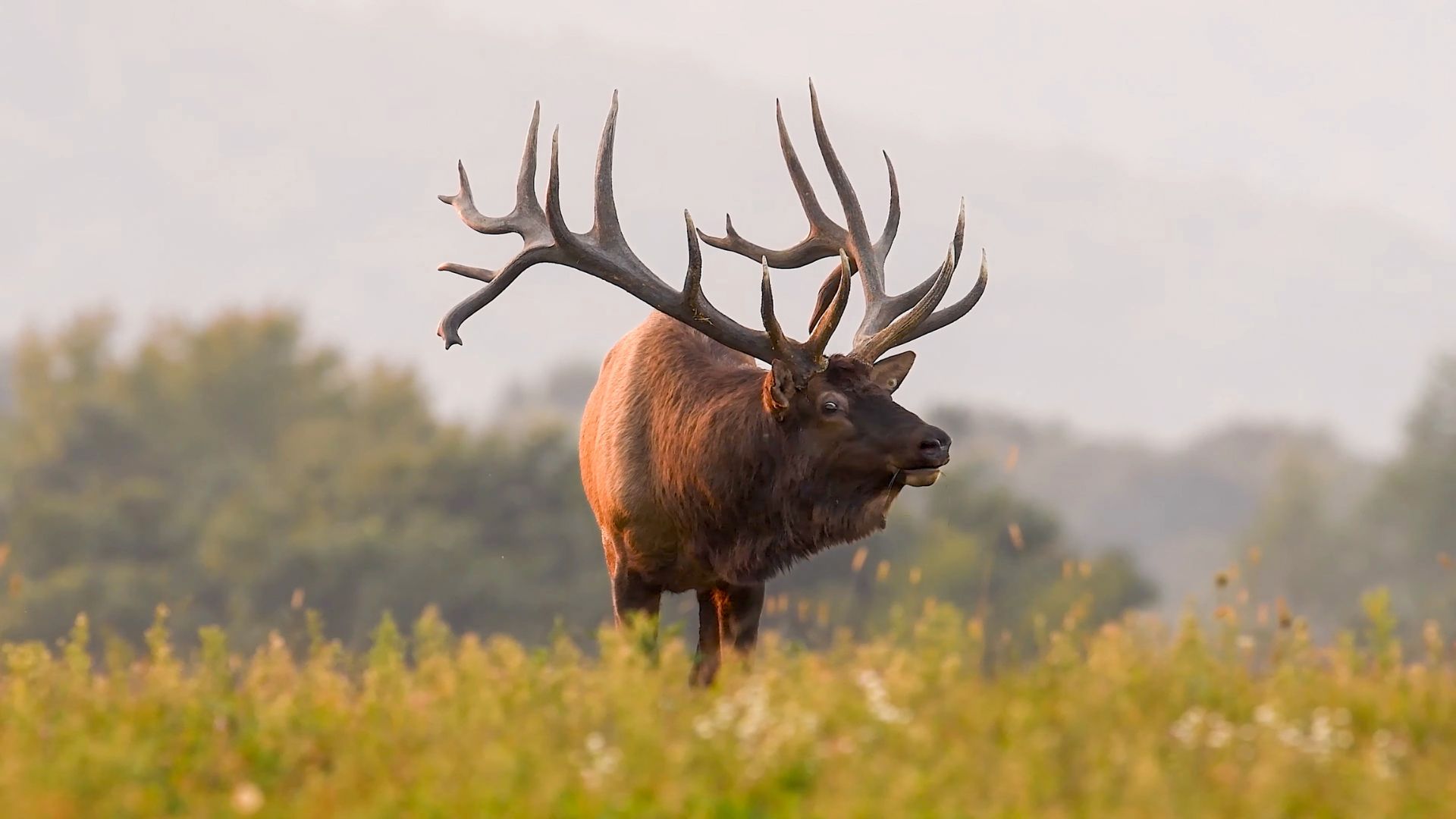 Elk Bugling Season Photo