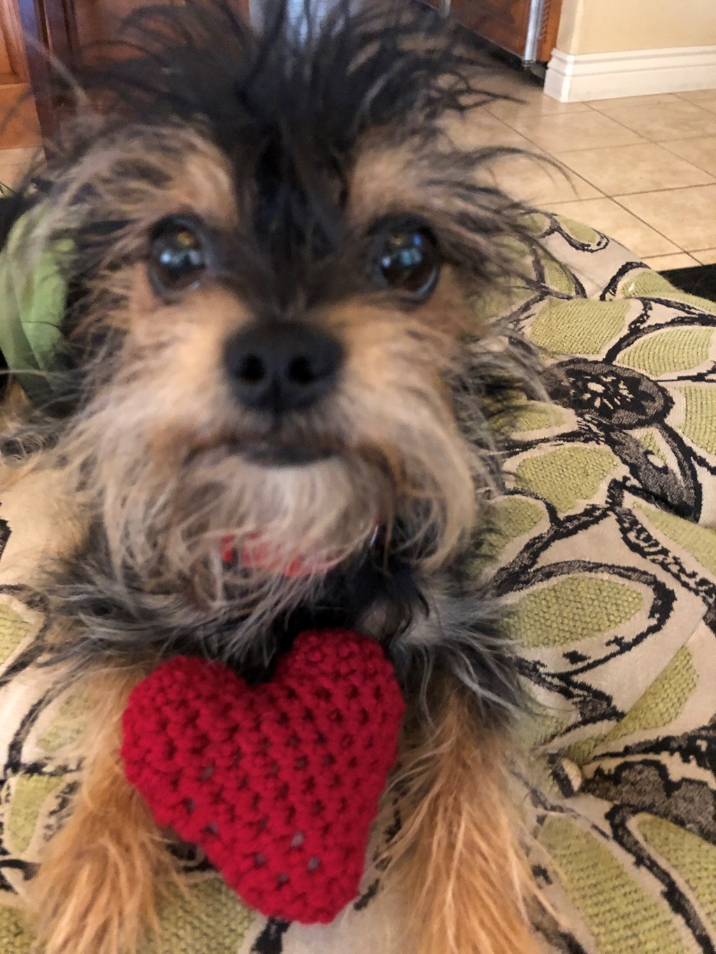 We Love Pets