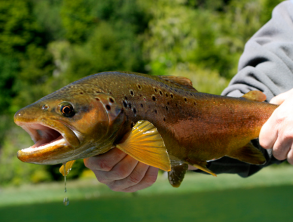 Fly Fishing with Southeastern Anglers