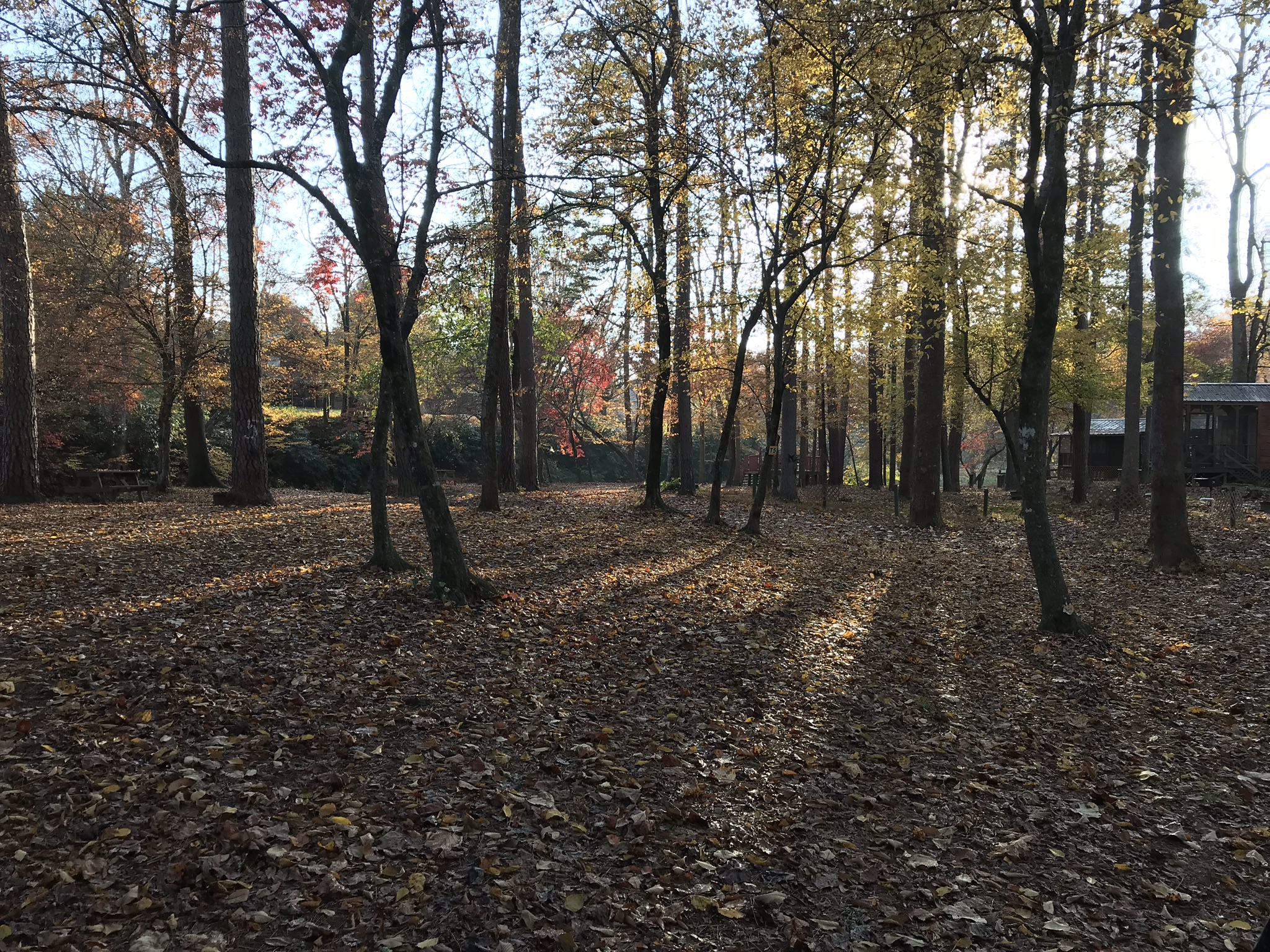 The Woods