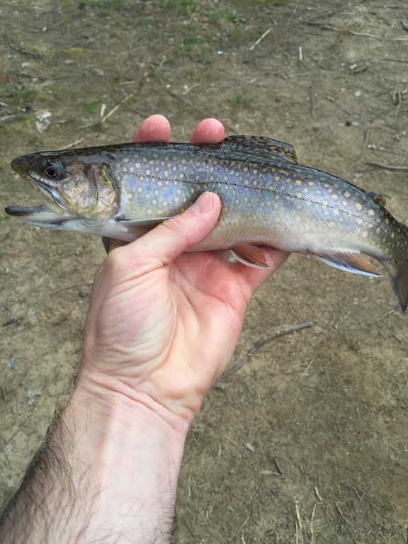 Brook trout