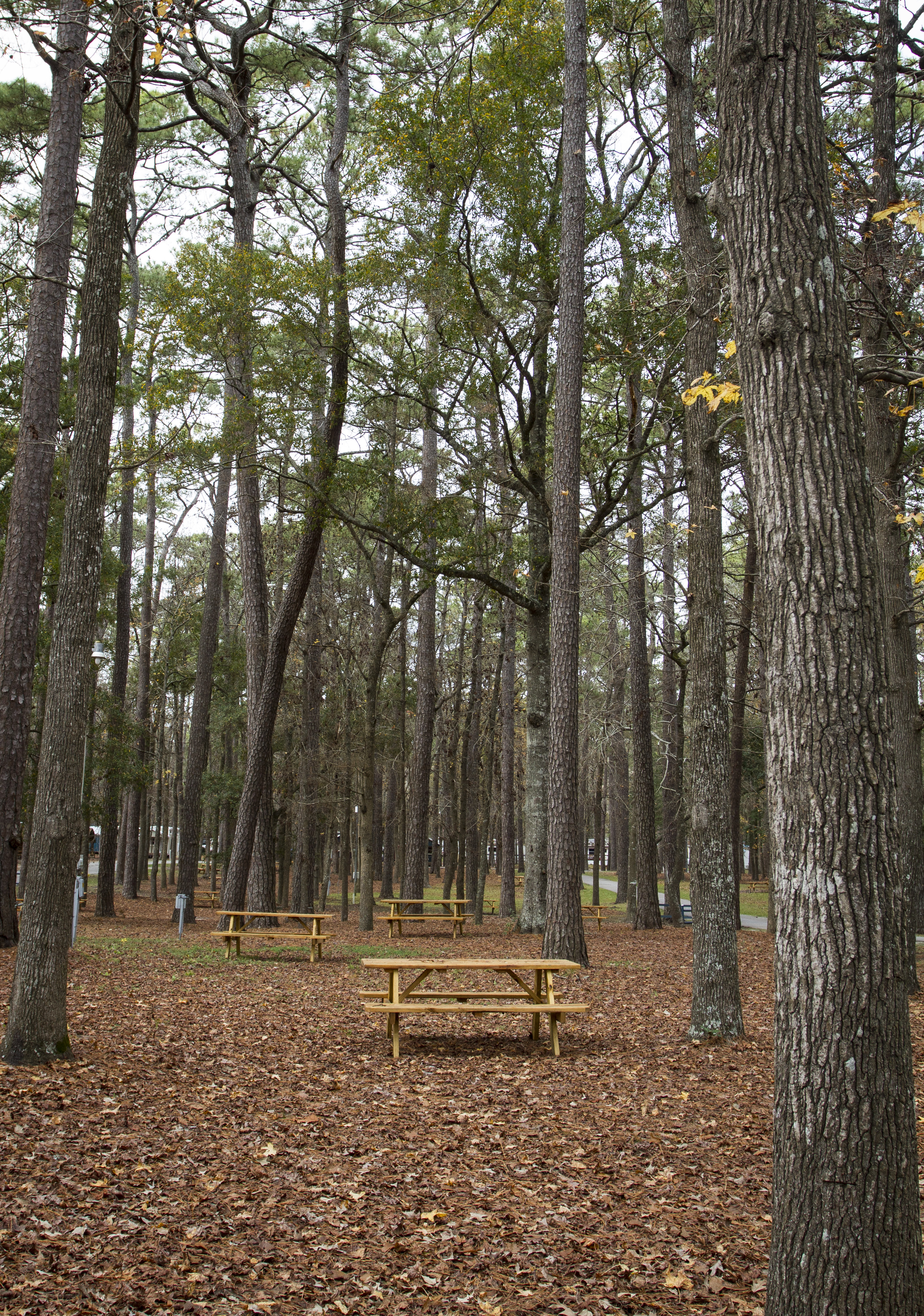 Tent Site