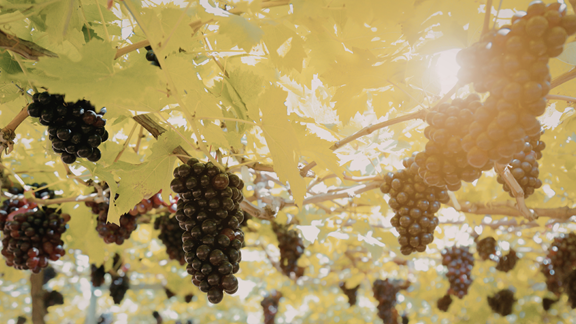 Middle of the Vines - Vineyard Tours