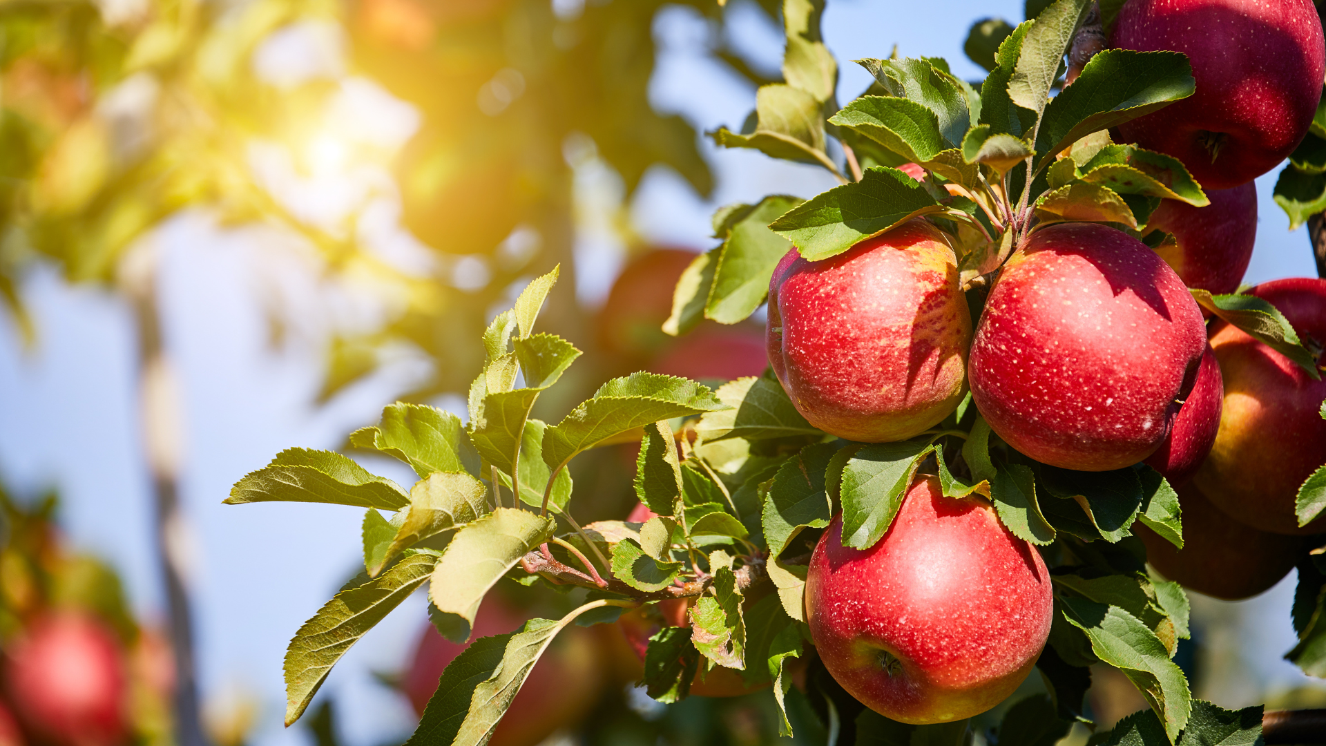 Annual Mystic Apple Festival Photo