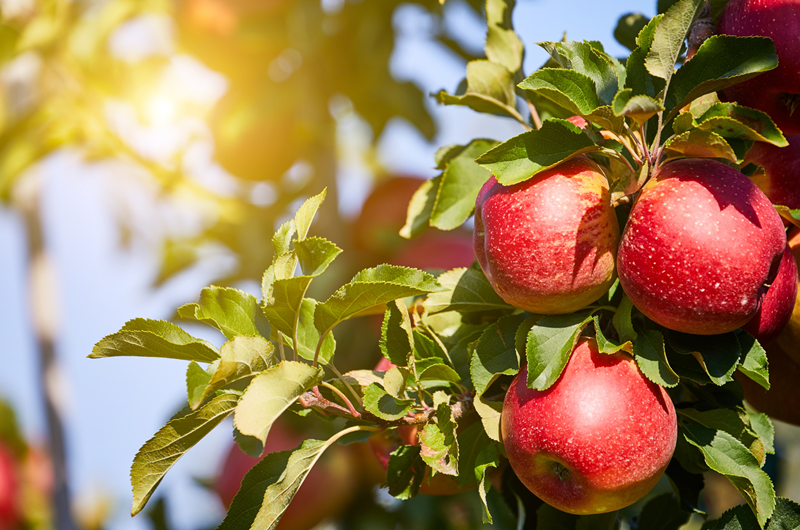 Annual Mystic Apple Festival Photo