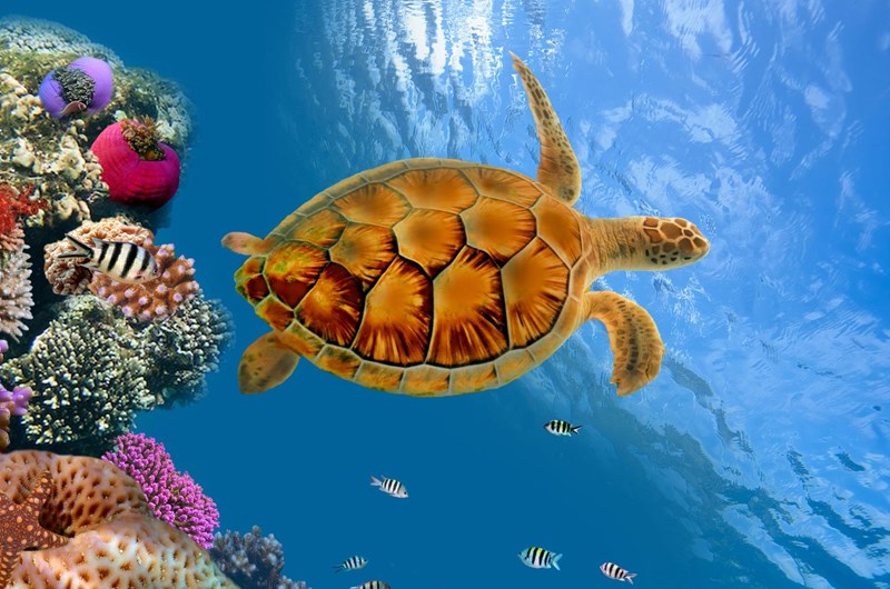 Under the Sea Weekend Photo