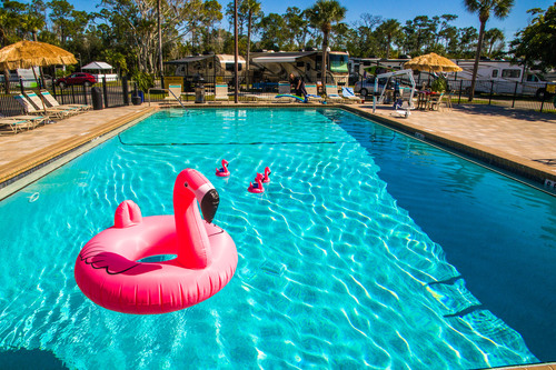 flamingo in pool