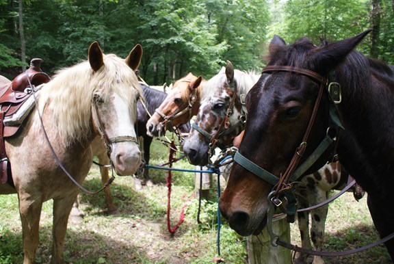 The Stables at Cedars of Lebanon